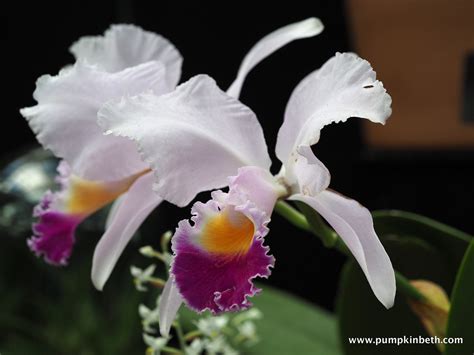 Journey Through Colombian Orchids: A Symphony of Blooms and Botanical Brilliance